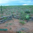 A redução no ritmo de  desmatamento do Cerrado pode ser atribuída ao aperfeiçoamento da fiscalização ambiental, que tem utilizado dados de monitoramento e estratégias de inteligência, de acordo com a ministra […]