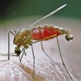 Malária Quem mora na região da Amazônia, na África subsaariana ou no Sudeste Asiático já sabe: no período de chuvas, febre intermitente, com ciclos alternados de calor e frio extremos […]
