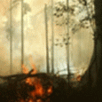 Um grupo de pesquisadores de diversas instituições brasileiras realizou, na última semana de setembro, uma queimada controlada para análise científica em quatro hectares de floresta na região de Rio Branco (Acre). […]