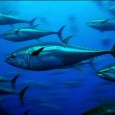 Sabe-se que a acidificação dos oceanos, provocada pelo aumento da concentração de dióxido de carbono (CO2) nos mares, pode causar danos a diversas espécies de animais que têm conchas ou […]