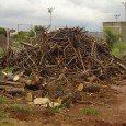 Uma pesquisa desenvolvida recentemente na Escola Superior de Agricultura Luiz de Queiroz (Esalq) da USP, em Piracicaba, procura alternativas para o destino do lixo proveniente das árvores das cidades. Realizada […]