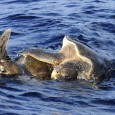   Durante expedição feita na região marítima do Sri Lanka no último fim de semana, pesquisadores registraram o acasalamento de duas tartarugas-oliva (Lepidochelys olivacea). Considerada uma das menores espécies marítimas […]