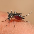 O ministro da Saúde, Alexandre Padilha, disse hoje (16) que a cidade do Rio de Janeiro corre o risco de registrar, este ano, uma das piores epidemias de dengue da sua história. O que mais […]