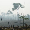 O desmatamento na Amazônia Legal em fevereiro foi 59% maior em relação ao mesmo mês do ano passado, de acordo com a Organização da Sociedade Civil de Interesse Público (Oscip) […]