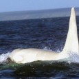 Uma orca branca adulta foi vista pela primeira vez na natureza, segundo cientistas de universidades em Moscou e São Petesburgo. O cetáceo macho, provavelmente albino, foi fotografado perto da costa […]