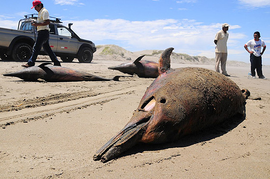Morte de centenas de golfinhos na costa do Peru intriga autoridades