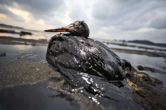 Petrobrás oculta vazamento no Golfo do México