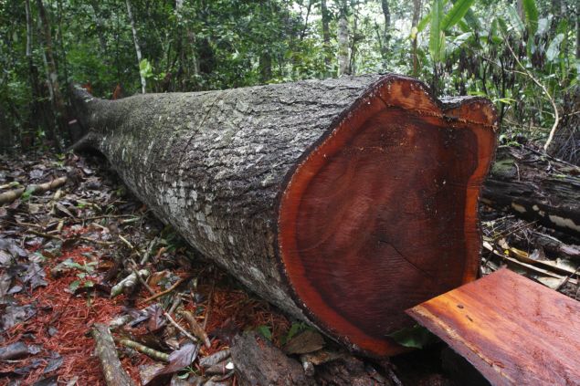 Extração ilegal diminui cedro e mogno no Peru