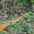 Apesar de a taxa de desmatamento da Amazônia vir apresentando sucessivas quedas de um ano para o outro, a perda de cobertura florestal de mais de 6 mil km² por […]