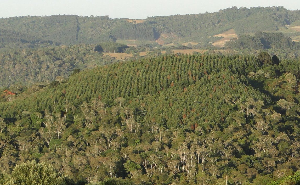 Reflorestamento amplia alternativas de renda para o produtor rural