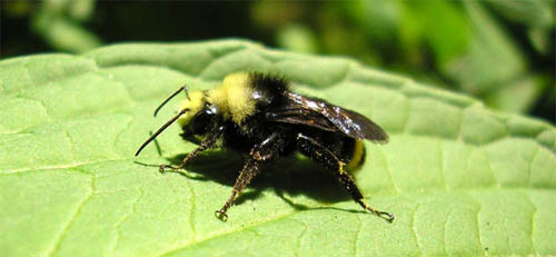 Ibama estuda proibir agrotóxicos nocivos às abelhas