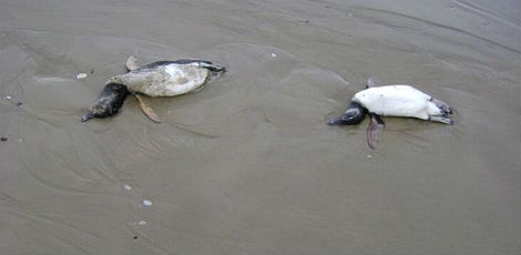 Pinguins são encontrados mortos na costa do Rio Grande do Sul