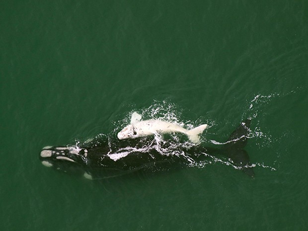 Número recorde de baleias-francas  é visto no litoral de Santa Catarina