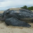 Uma nova pesquisa sugere que as mudanças climáticas podem diminuir a população de tartarugas marinhas gigantes no leste do Oceano Pacífico em 75% até o ano de 2100. Os resultados […]