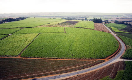 Vista aérea de plantação de cana de açúcar em Piracicaba, interior de São Paulo. Foto: Fernando Stankuns