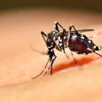 O desenvolvimento de uma bactéria que contamina o mosquito Aedes aegypti, aliado à aplicação de vacinas contra a dengue, podem erradicar a doença no Brasil dentro de cinco a dez […]