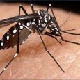 São Paulo – O ministro da Saúde, Alexandre Padilha, informou hoje (20) que planeja uma reunião com os estados que registraram aumento dos casos de dengue este ano, como Minas […]