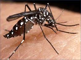 Dengue: governo quer evitar crescimento da doença em 2014