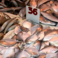 O apetite da China por peixes é bem maior do que o declarado às autoridades internacionais, revela uma estimativa publicada pela Universidade da Columbia Britânica, no Canadá. Barcos chineses estariam […]