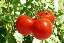 4 alternativas sustentáveis para driblar os altos preços do tomate