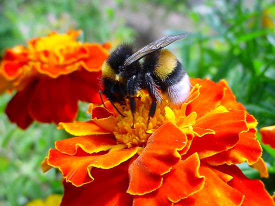 Estados Unidos nega que pesticidas tenham relação com extermínio de abelhas