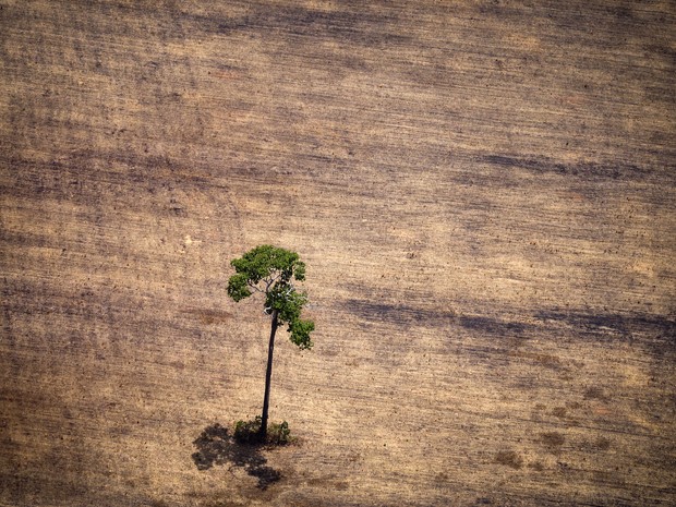 Para especialistas, causas da seca vão além do desmatamento na Amazônia