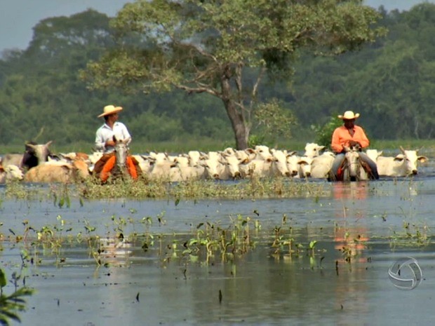Criação de gado de raça e substituição de pasto geram desmate no Pantanal