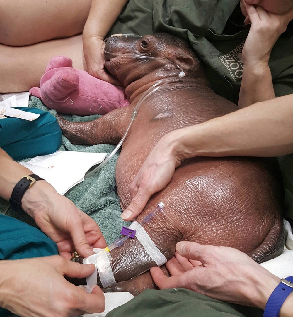 Hipopótamo prematuro é salvo por médicos de hospital infantil