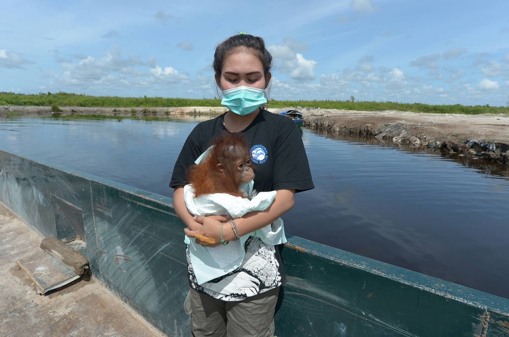 Bebê orangotango é resgatada de casa na Indonésia onde era mantida como animal de estimação