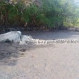 Uma carcaça de baleia foi encontrada por pescadores, na tarde desta quinta-feira (16), em uma lagoa no município de Roteiro, no interior de Alagoas. Segundo o Instituto Biota de Conservação, a carcaça, […]