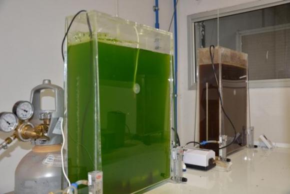 Pesquisa da Embrapa identifica microalgas que geram biocombustíveis