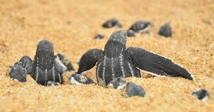 Mais de 60 tartarugas nascem durante a noite em praia de Vitória
