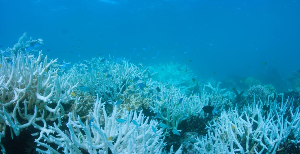 Corais da Grande Barreira da Austrália voltam a apresentar branqueamento