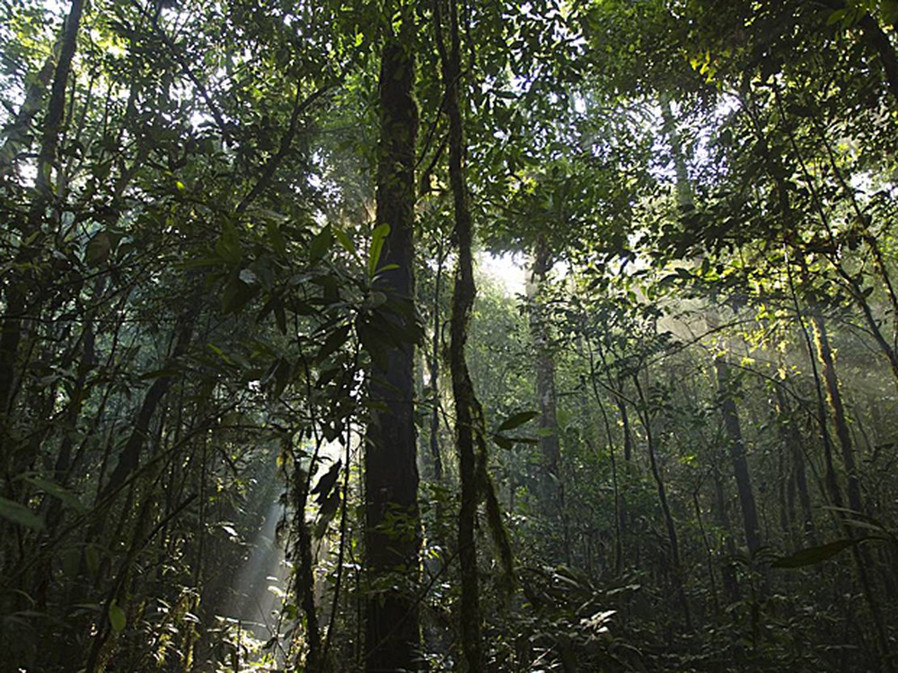 Amazônia pode entrar em ciclo de desmatamento e seca, diz estudo