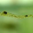 A larva de um tipo de mosca que vive em lagos é responsável pela emissão de quantidades significativas de metano na atmosfera e pelo aumento dos gases do efeito estufa, […]