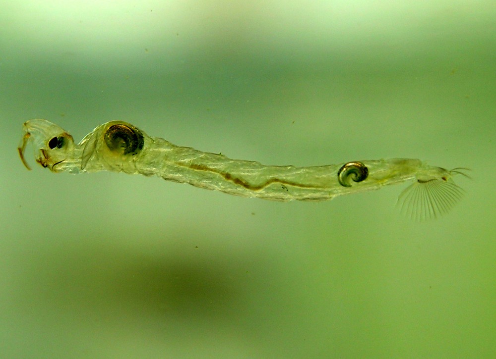 Cientistas descobrem que larva de mosca emite gases do efeito estufa