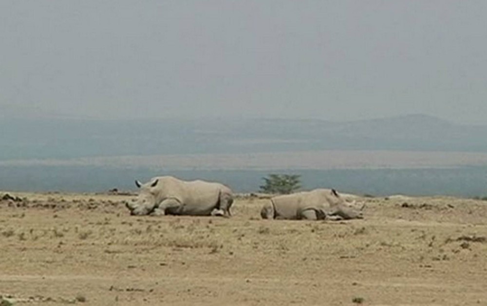 Pesquisadores vão extrair óvulos das 2 últimas fêmeas de rinoceronte branco do norte para salvar espécie