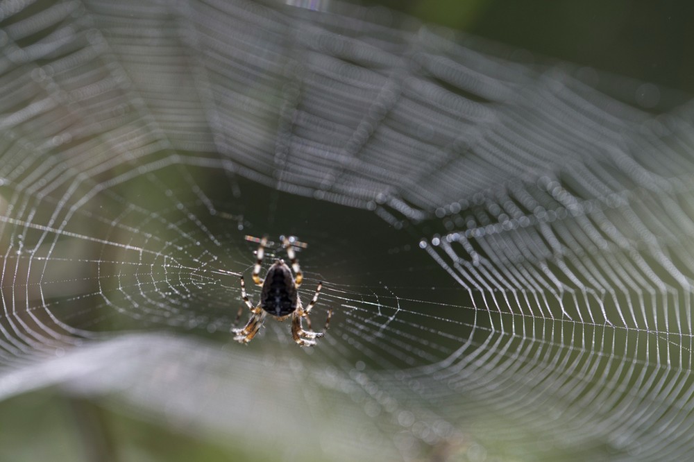 Aranhas comem até 800 milhões de toneladas de insetos por ano, diz pesquisa