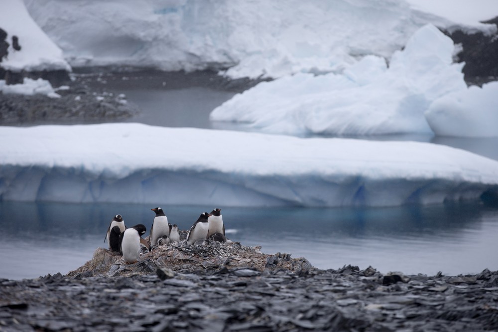 Cientistas divulgam boa notícia sobre pinguins