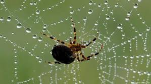 Aranhas desempenham papel crucial na natureza