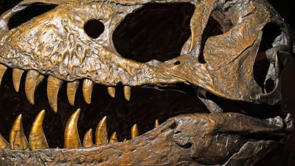 Cientistas identificam possível origem dos dinossauros – e eles podem ser britânicos