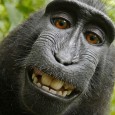 Uma espécie de macaco negro de olhos de cor âmbar, famosa desde que um deles fez uma ‘selfie’ com uma câmera fotográfica, poderá desaparecer na Indonésia, onde este primata é […]