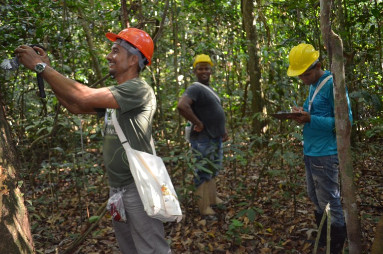 Fábrica de móveis na Amazônia ajuda a preservar floresta