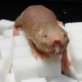 De sangue frio, ele não tem olfato e é imune ao câncer. O rato-toupeira-pelado (Heterocephalus glaber) é um dos mamíferos mais estranhos do mundo, mas também é repleto de características […]