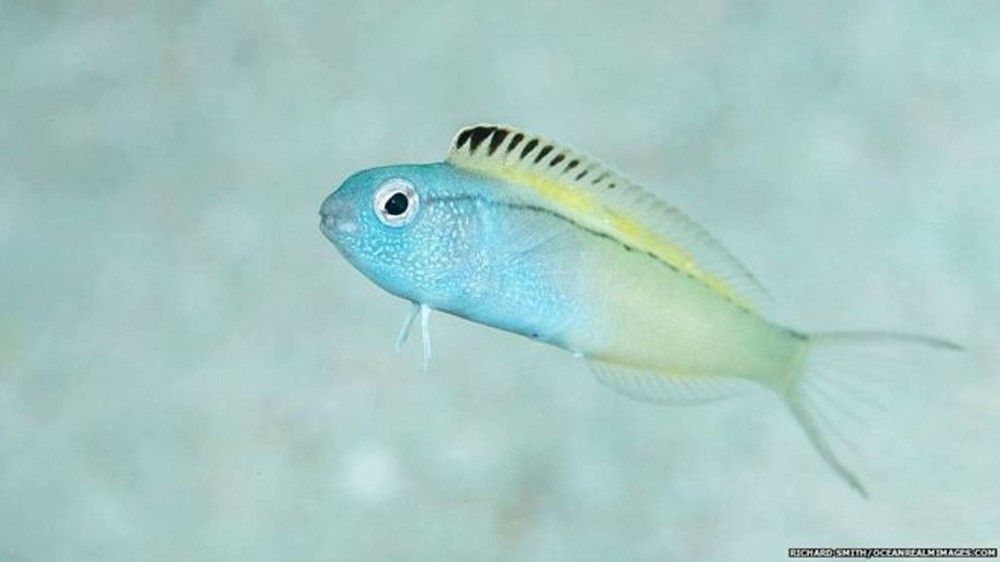 O peixinho que droga predadores com ‘mordida de heroína’
