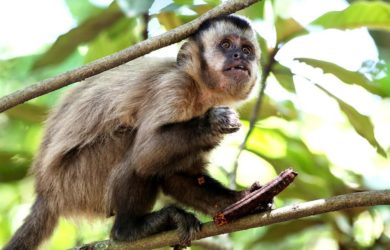 Campanha: Não matem os macacos! Eles são aliados da saúde no combate à Febre Amarela