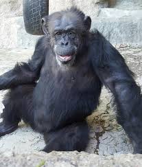 Chimpanzé argentina libertada por Habeas Corpus vem morar no Brasil