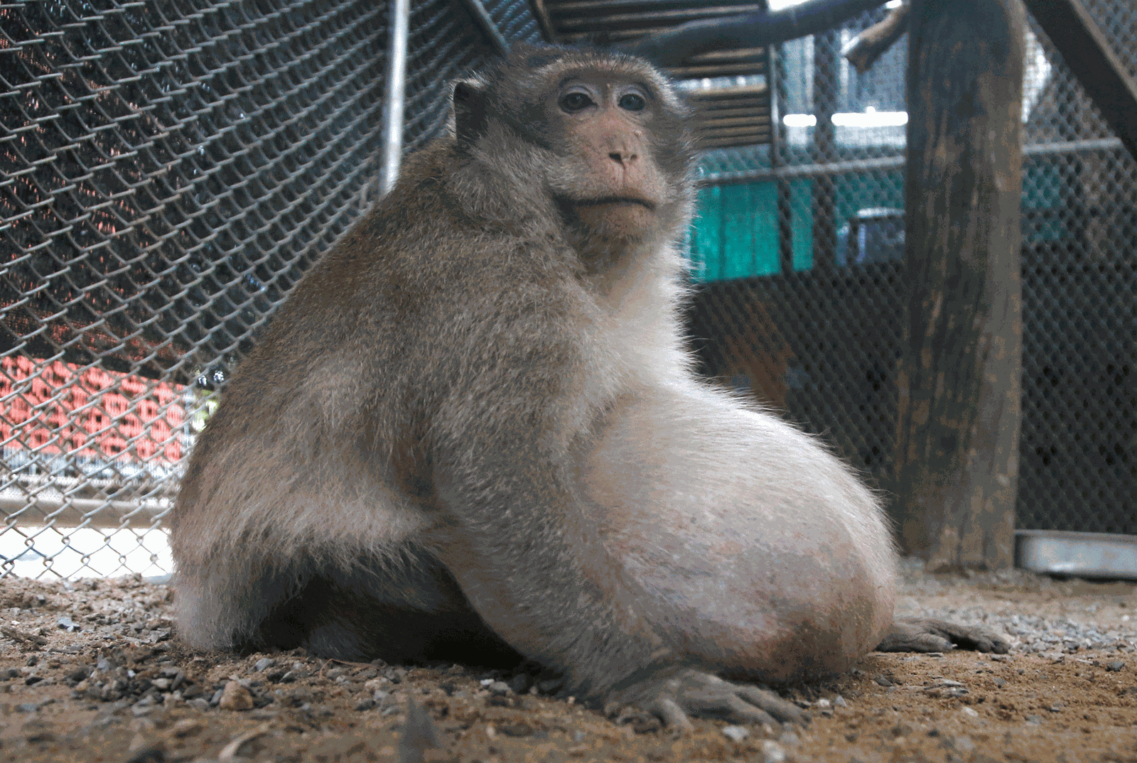 Macaco obeso resgatado é submetido a dieta na Tailândia