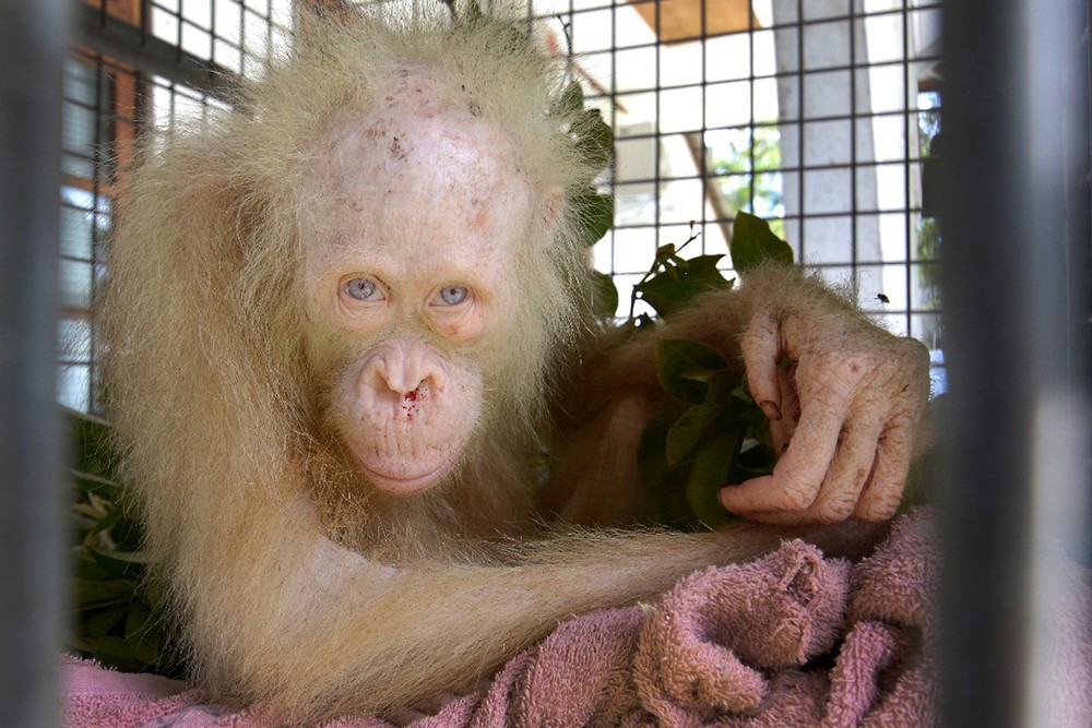 Orangotango albino ganha nome de ‘Alga’ após ser resgatado na Indonésia