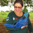 O projeto Arara Azul, que trabalha pela conservação da arara-azul-grande há 27 anos, é finalista na segunda edição do Prêmio Nacional da Biodiversidade, instituído pelo Ministério do Meio Ambiente (MMA), com […]